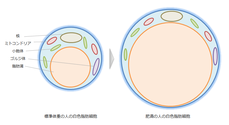 痩身マッサージを受けるとなぜ痩せるの？マッサージは効果がないって本当？白色脂肪細胞を減らせば痩せる？