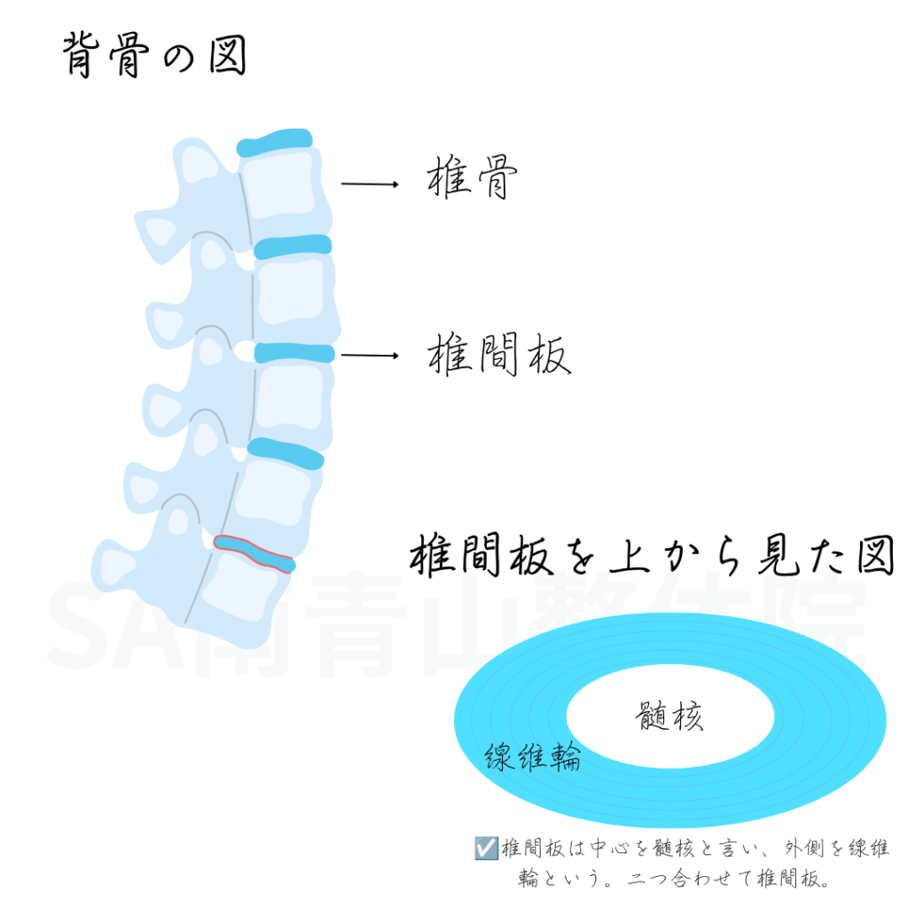 背骨の図と椎間板を上から見た図