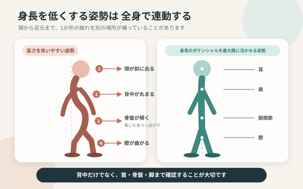 猫背・骨盤・膝の位置が立ったときの身長に影響する仕組み