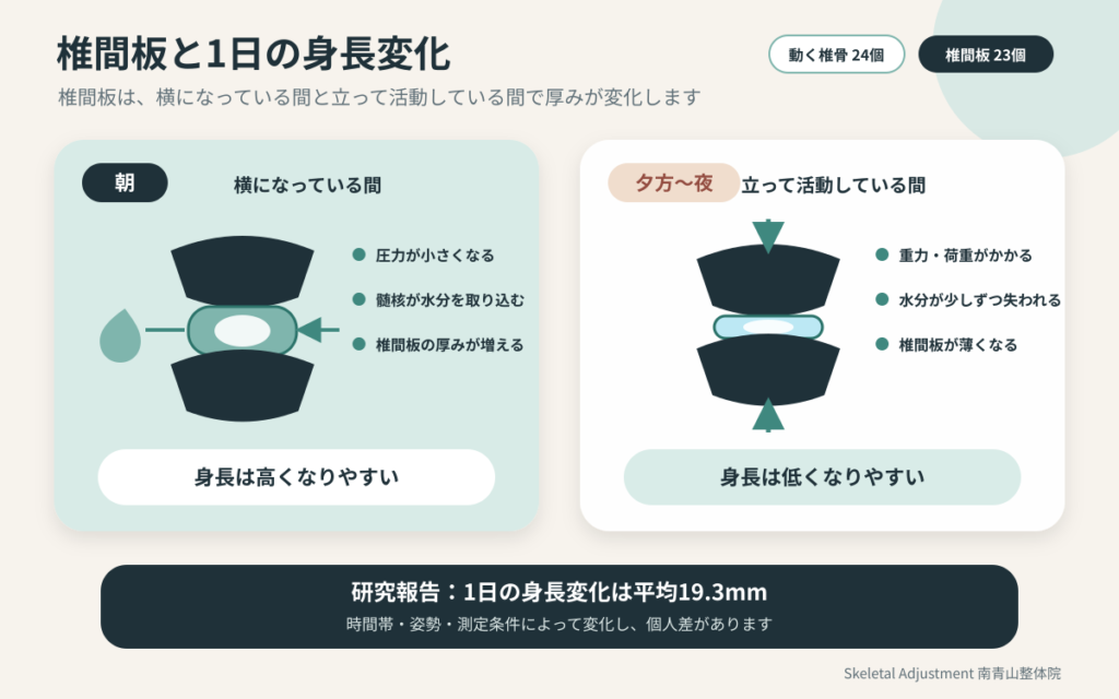 椎間板の厚みが朝と夕方で変化し身長に影響する仕組み