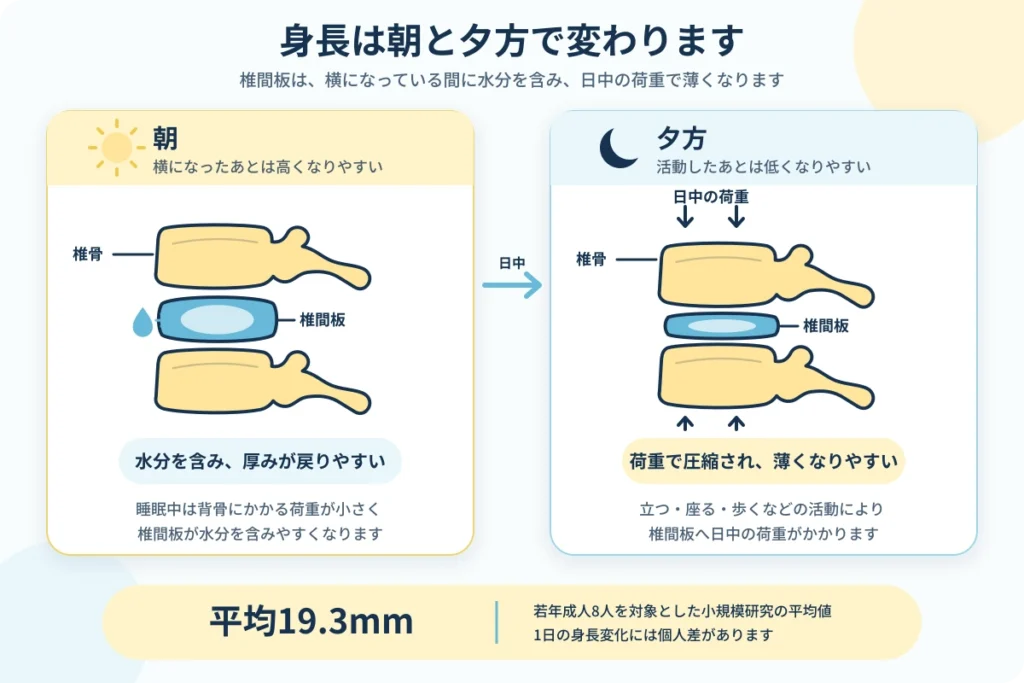 朝と夕方で椎間板の厚みが変化し身長に影響する仕組み
身長伸ばし整体で大人の身長は伸びる?1mm〜3cmの変化例と仕組み
身長伸ばし整体で大人の身長は伸びる?1mm〜3cmの変化例と仕組み